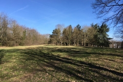 foret_meudon_Clairiere