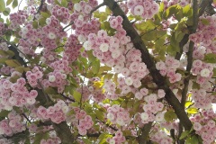 Prunus2