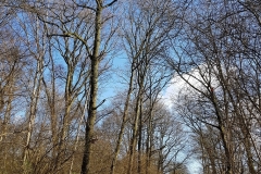 20190310_Armainvilliers_arbres1