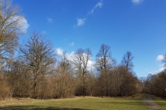 20190310_Armainvilliers_arbres2