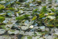 Carnelle Mare aux nénuphars