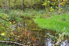 Ruisseau de la Cailleuse