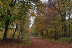 20191110-St-Germain-chemin-Faisant3