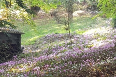 20201018-Vallee-Chevreuse-Cyclamen1