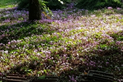 20201018-Vallee-Chevreuse-Cyclamen2