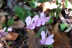 20201018-Vallee-Chevreuse-Cyclamen3